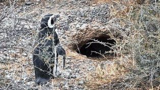 La muerte de los pingüinos en Chubut fue un hecho sin precedentes