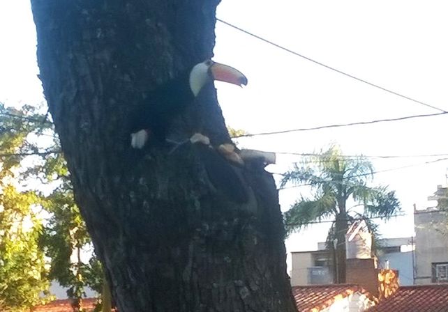 Apareció un tucán en una plaza de barrio Guadalupe
