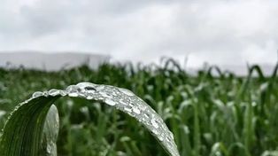 El registro mensual provincialde lluvias fue de 126 milímetros, apenas un 1,6 % por encima del promedio para este mes (124 milímetros), s