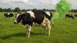 La legisladora kirchnerista propone cobrar un impuesto a los pedos de las vacas.