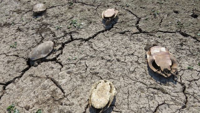 Caparazones de tortugas muertas por la extraordinaria bajante.