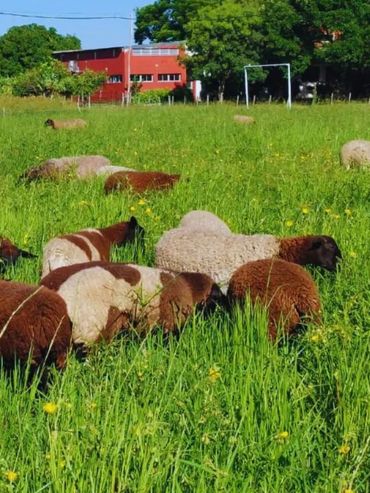 Nuevas variedades de pasto Nilo resistentes a anegamiento y sequía para la ganadería del NEA