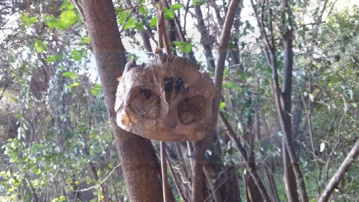 Macabro: encontraron un cráneo calzado sobre un árbol