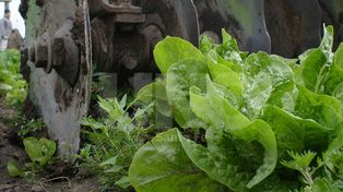 Cómo armar una huerta en casa
