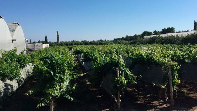 Plantas de la colección de clones de Malbec del Vivero Mercier utilizadas en el proyecto Iberogen.&nbsp;