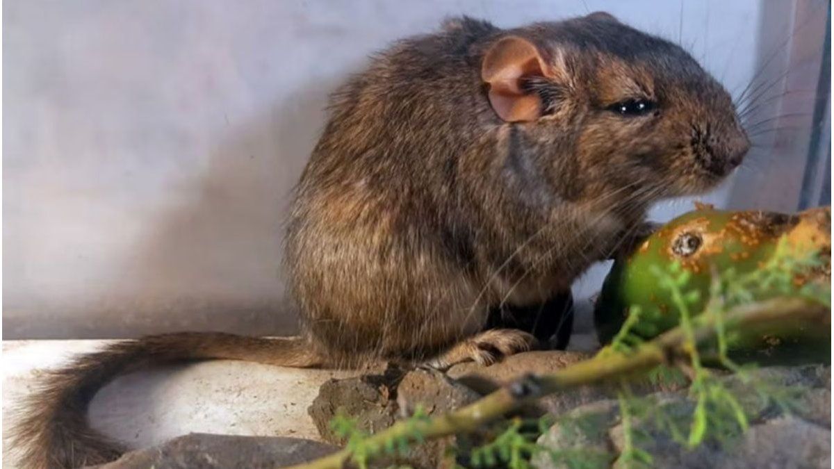 Conicet: hallan rata vizcacha de Traslasierra, deconocida en el mundo
