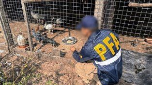 Más de 50 ejemplares fueron rescatados y alojadas en la reserva El Potrero de Gualeguaychú.