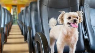 Aprueban un ensayo piloto para que perros y gatos viajen en el transporte público de Santa Fe