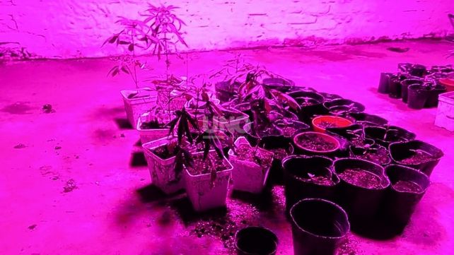 Las plantas y plantines de marihuana que se encontraron el lugar.&nbsp;