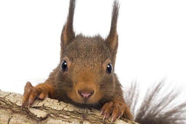 Estos son los animales más inteligentes