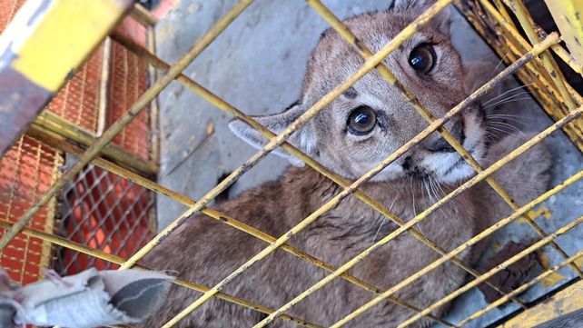 Puerto Gaboto: rescatan a un puma que habría sido capturado por un pescador
