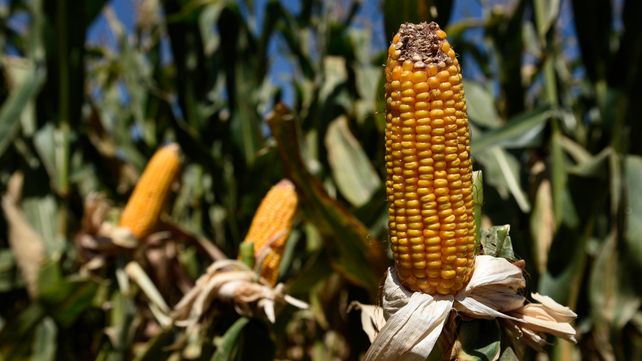 Más volumen. La producción de maíz alcanzaría los 13 millones de toneladas.