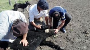 La erradicación de los focos de garrapata tiene beneficios económicos tanto para el productor como para la ganadería de la provincia