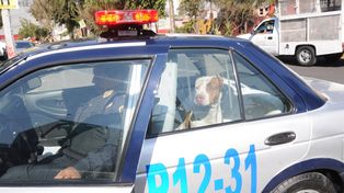 Un perro delató a su propio dueño que escapaba de una persecución policial