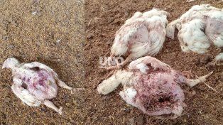 Tres perros ingresaron a un criadero de pollos en Recreo, mataron a 3.000 aves y provocaron pérdidas millonarias