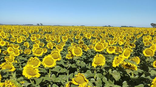 Concluyó la cosecha de girasol en el norte de Santa Fe con rindes menores a los esperados