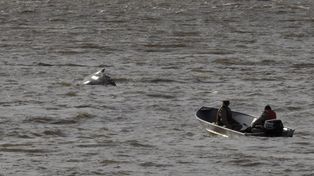 Tratan de que la ballena de Puerto Madero llegue rápidamente a aguas abiertas