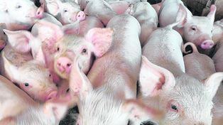 Más consumo porcino. En el periodo enero-marzo de 2025 se observa un crecimiento interanual del 6,5% en el consumo promedio móvil, alcanzando los 17,58 kg por persona al año.