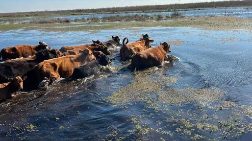 Trabajador rural murió ahogado cuando movía vacas de zona inundada en el norte santafesino