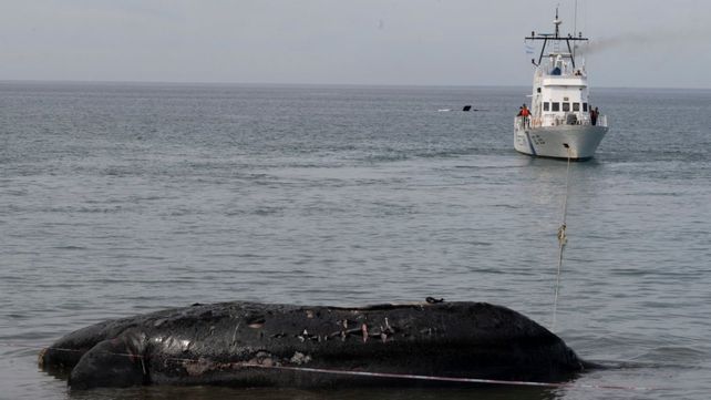 Al menos 15 ballenas franca australes fueron encontradas muertas en los últimos diez días en el Golfo Nuevo