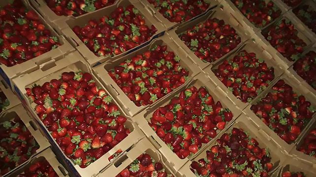 Procedencia. Contaron que ahora esta fruta tan buscada llega desde Santa Rosa de Calchines.