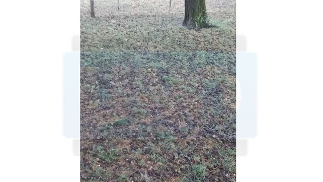 Granizo causó graves daños en Colonia Merou e inmediaciones