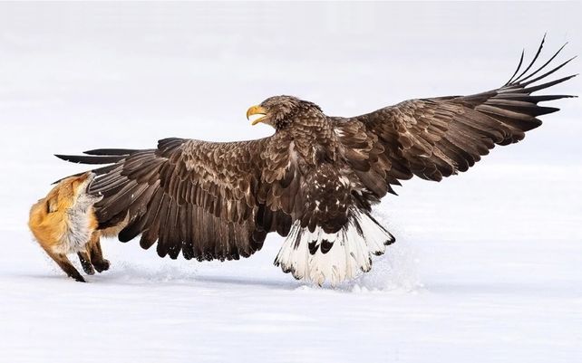 Águila de mar de cola blanca