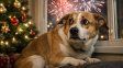 Claves para cuidar a las mascotas de la pirotecnia en Navidad