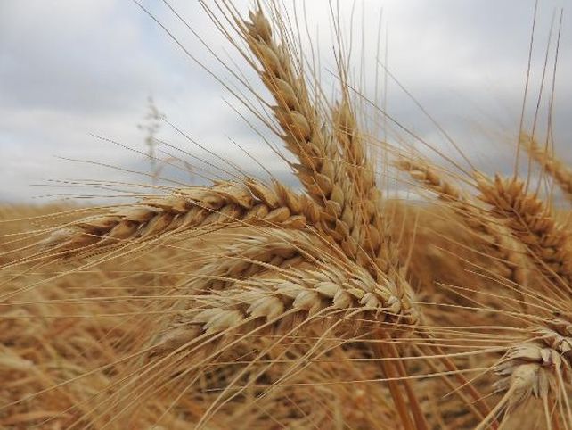 Advierten sobre el riesgo de consumir pan elaborado con trigo tratado con glufosinato