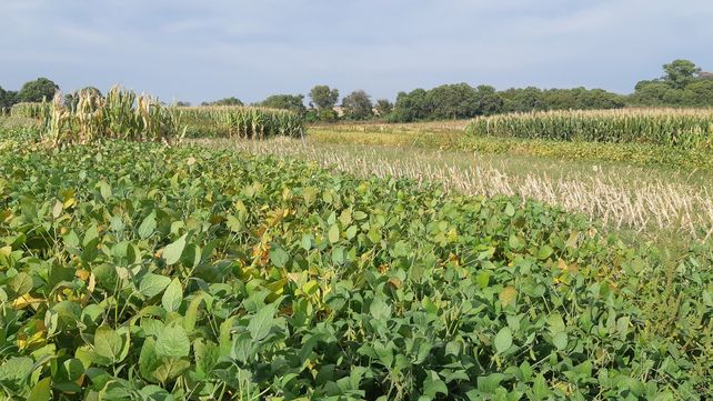 Evalúan el impacto de la fertilización fosfatada en secuencias agrícolas