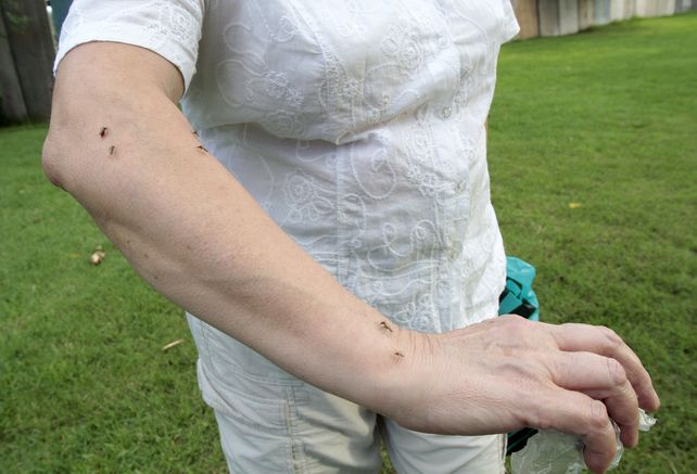 Imparables. Las plazas y parques están repletos de mosquitos.