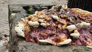 Ni una pizza, ni The Last of Us: qué son los hongos que aparecen en Rosario
