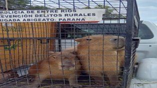 Rescataron cinco carpinchos que estaban cautivos en una casa