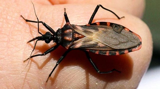 La vinchuca que habita en ranchos y zonas empobrecidas es la principal transmisora del Chagas