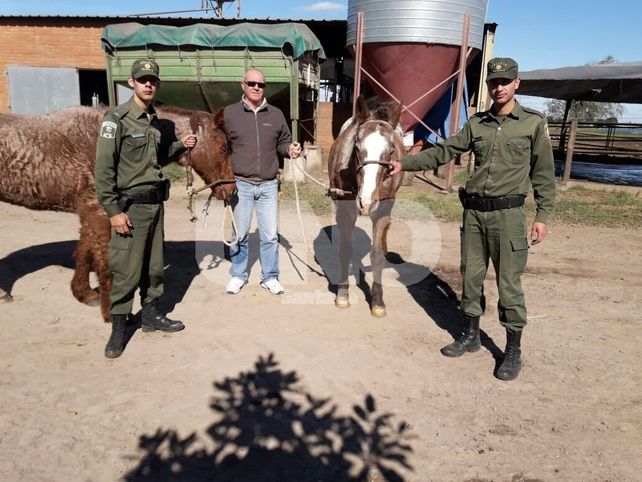 Apresaron a un cuatrero en Santa Fe y recuperaron dos caballos robados en Felicia