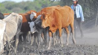 La desertificación se come 23 hectáreas por minuto, según estudio de la ONU