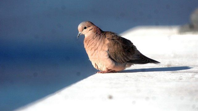 Pérdida de cosechas, enfermedades y daños urbanos: el Senado avanzó con la ley contra la paloma torcaza