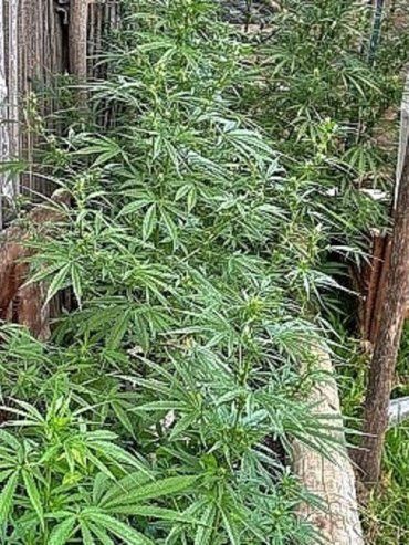 Más de 20 plantas de marihuana secuestradas en Concordia