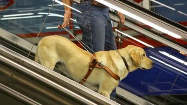 La mujer no vidente fue agredida al insistir para entrar con su perro lazarillo a un negocio en Madrid.