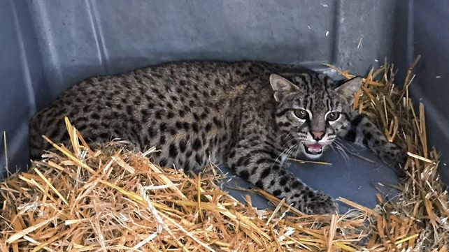 Liberaron dos ejemplares de gato montés en la provincia