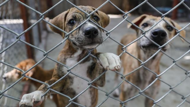 Maltrato animal: denuncian falta de acción de la Justicia