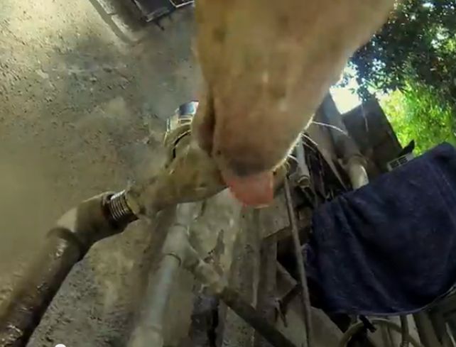 La odisea de un perro en primera persona conmueve a los internautas.