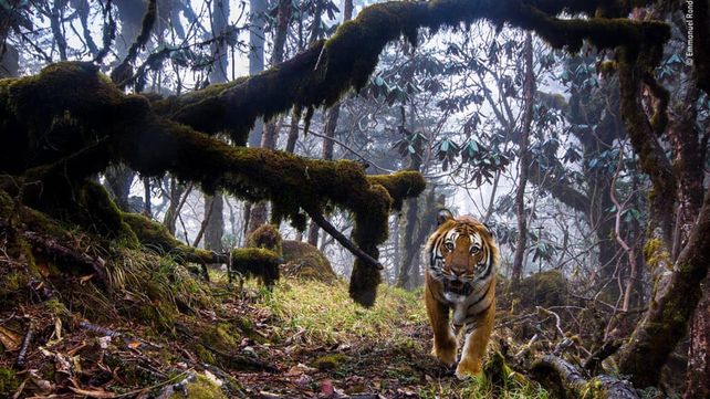 Las imágenes que concursan por el premio al Fotógrafo de Vida Silvestre 2018