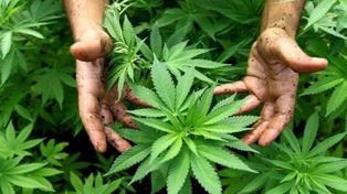 Paso a paso, cómo anotarse en el registro de autocultivo de cannabis medicinal