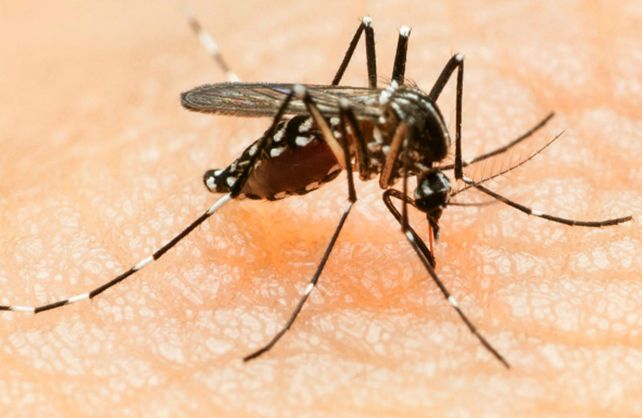 Hay que trabajar con el dengue para no tener ocupado el sistema de salud cuando comience el Covid-19