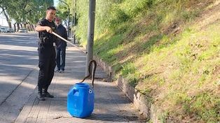 Efectivos policiales rescataron una yarará en plena costanera céntrica.