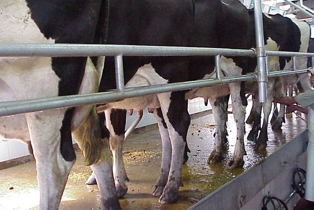 Tamberos resisten una nueva baja del precio