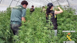El cultivo ilegal de la marihuana está en alza en toda Europa, según un informe