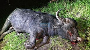 Video: se conoció cómo el búfalo atacó y mató al cazador mexicano en Entre Ríos