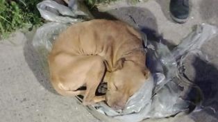 El ejemplar de pitbull rescatado por policías en la zona de bulevar Seguí y avenida de Circunvalación.